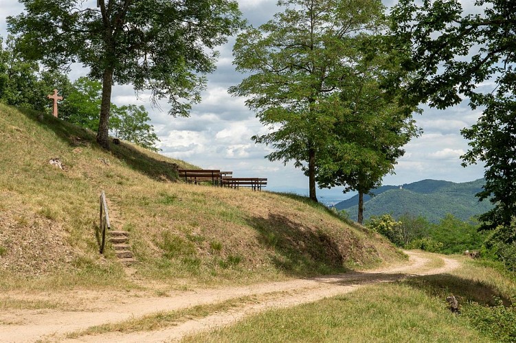 Circuit du vignoble - Linsenberg