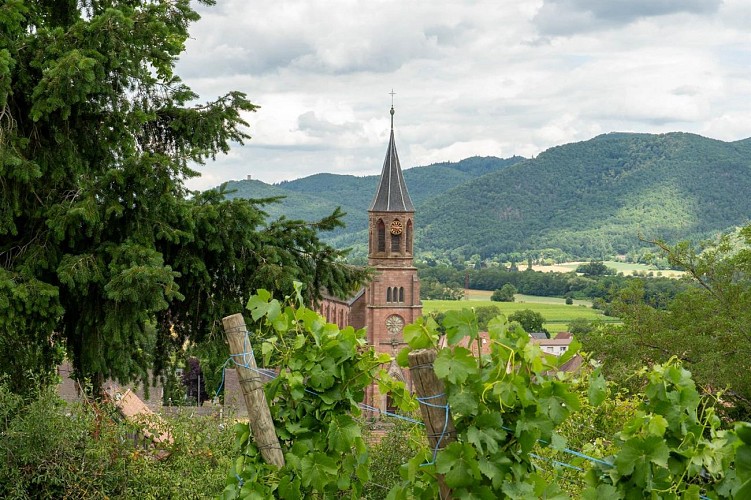 Circuit du vignoble - Linsenberg