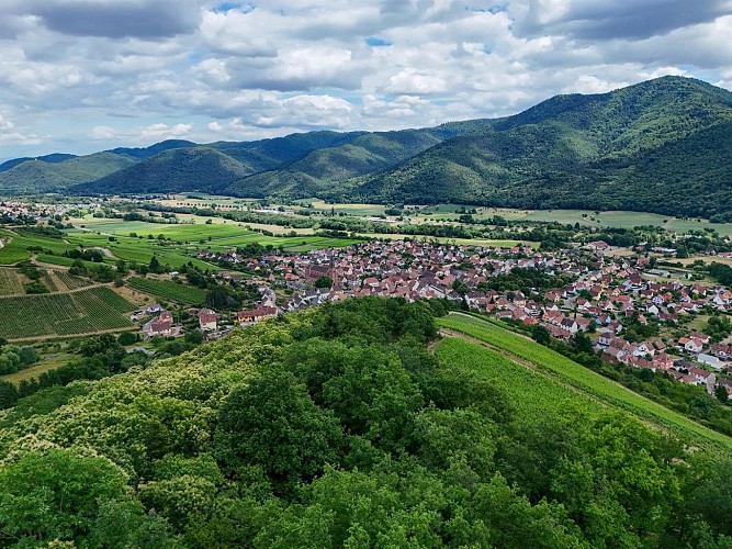 Circuit du vignoble - Linsenberg