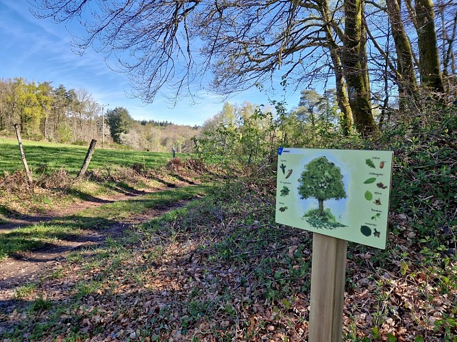 CHEMIN FAISANT