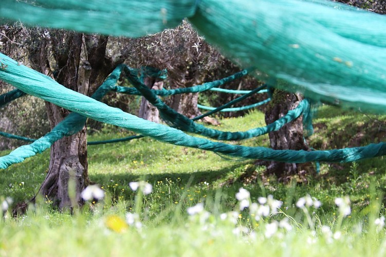 Oliveraie en récolte