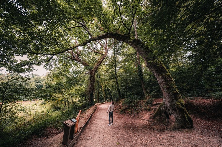 Le bois de Penfoulic