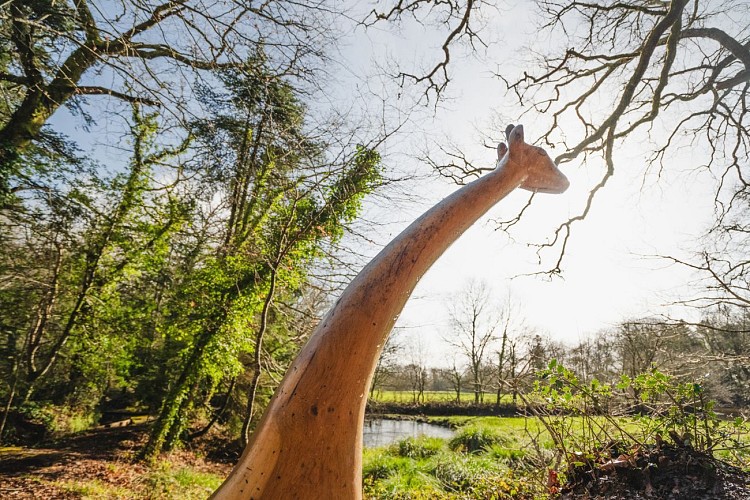 Le bois de Penfoulic