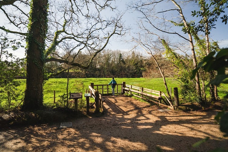 Le bois de Penfoulic