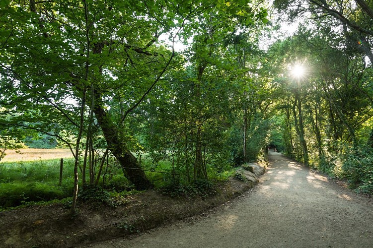 Le bois de Penfoulic