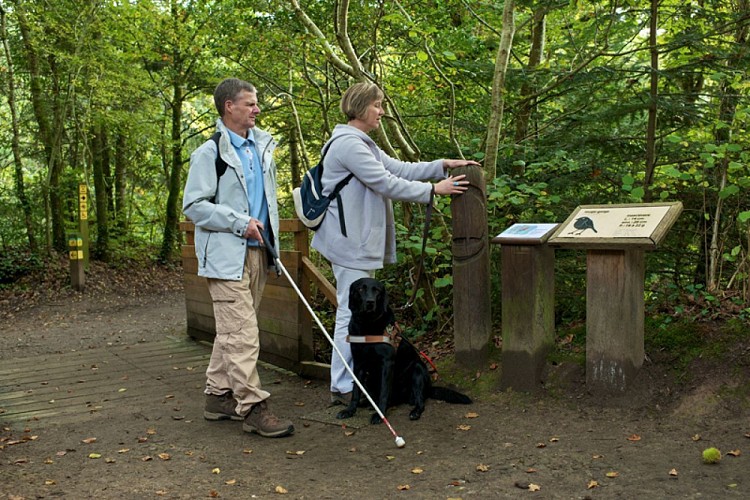 Le bois de Penfoulic