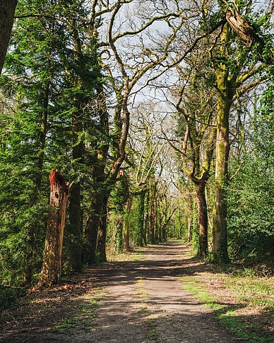 Le Bois du Moustoir