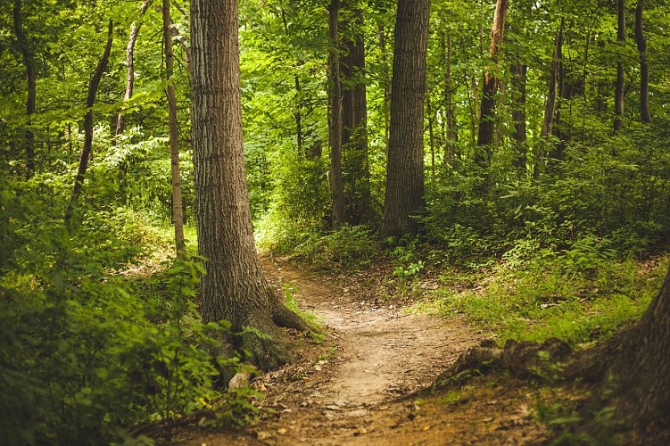 Chemin forestier