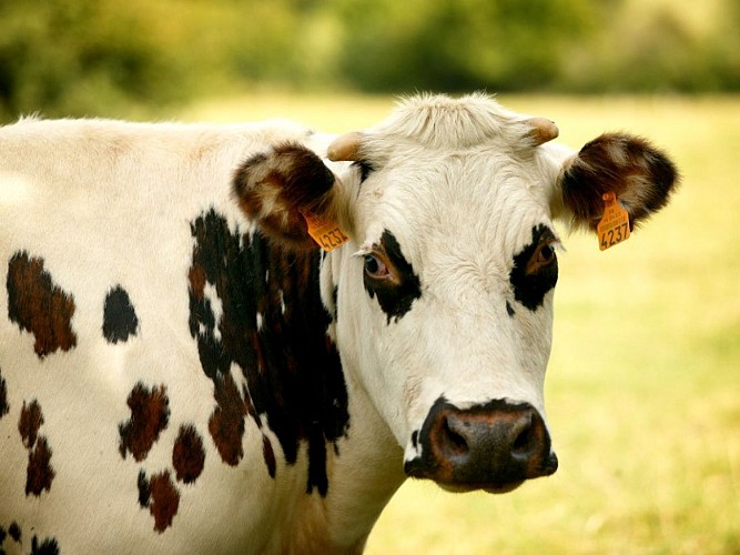 Vache normande