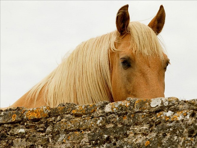 Cheval bocage