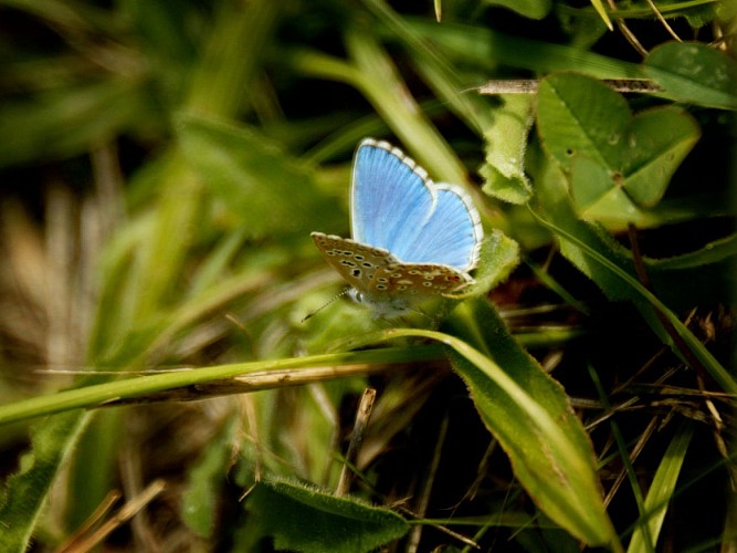 Coteau de Ryes - Papillon bleu argenté