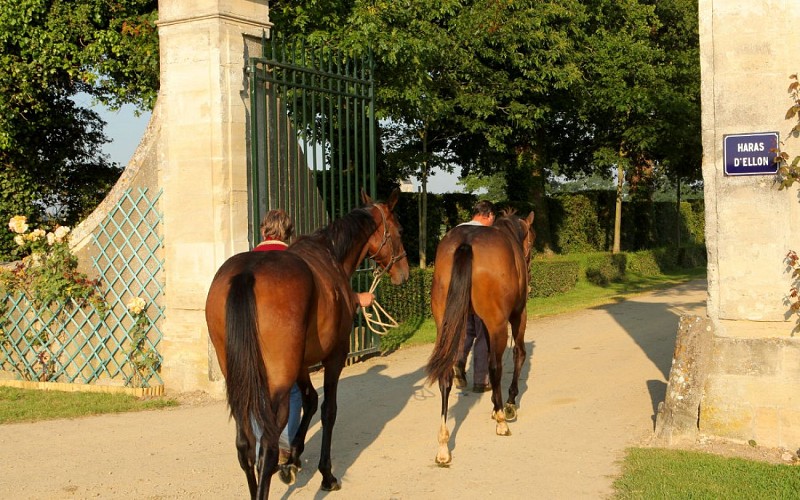 Haras-Ellon--WAIT---OT-Bayeux-Intercom