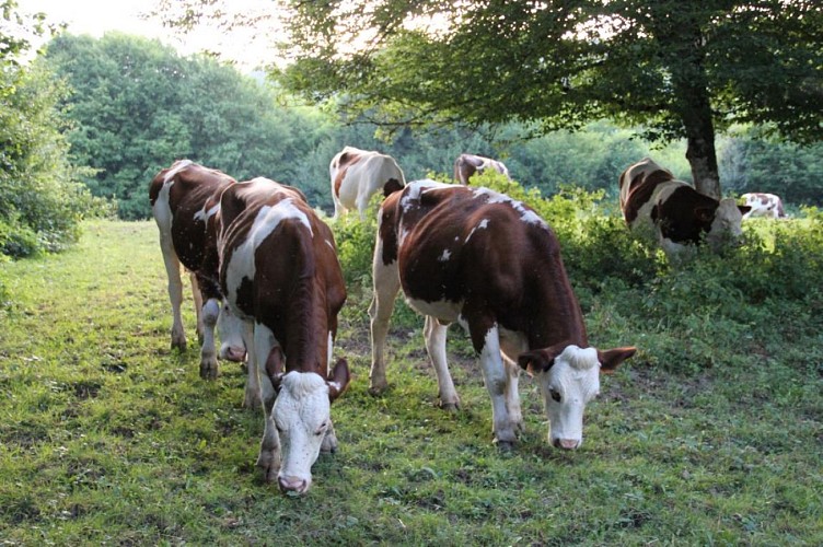 Balade - Chapelle des Conches depuis le col de France