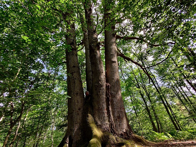 Chêne des 7 frères 