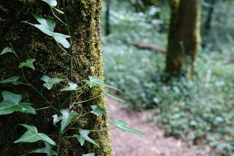 Dans les bois de Benon