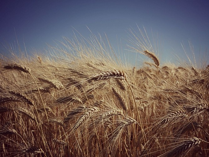 Photo de champ de blé