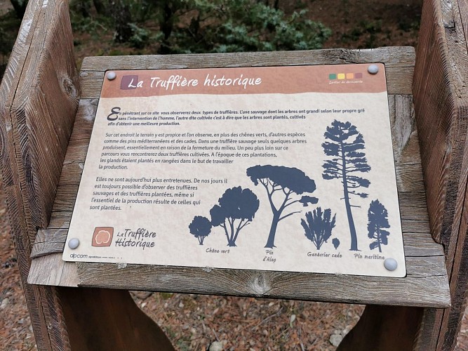 La Truffière Historique_Saint-Paul-Trois-Châteaux
