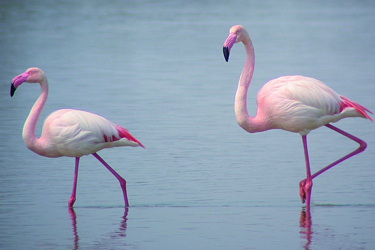Flamingos and salt circuit