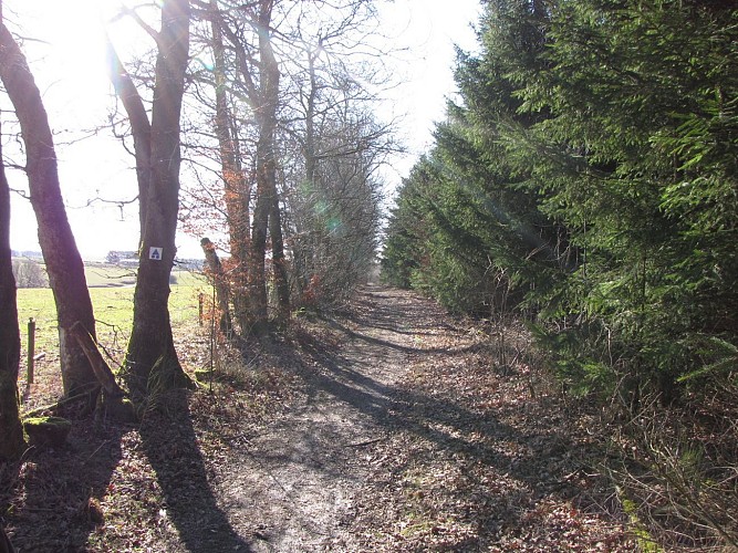 Wälder und Landschaften  - Streckenabschnitt 1 - La Roche-en-Ardenne - Laneuville-au-Bois