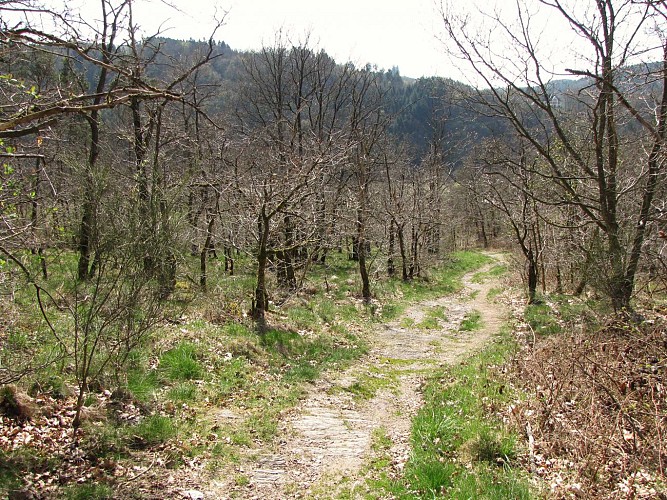 Forêts et plateaux - Tronçon 5 - Nadrin - La Roche-en-Ardenne