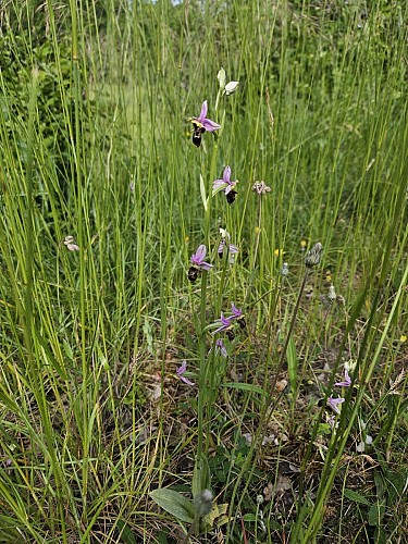 PR1 Labastide-de-Penne - Les Causses du Quercy Blanc