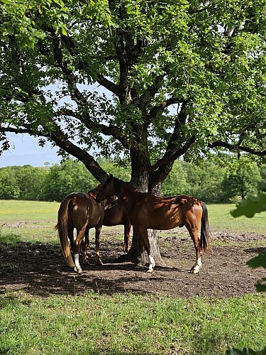 PR1 Labastide-de-Penne - Les Causses du Quercy Blanc