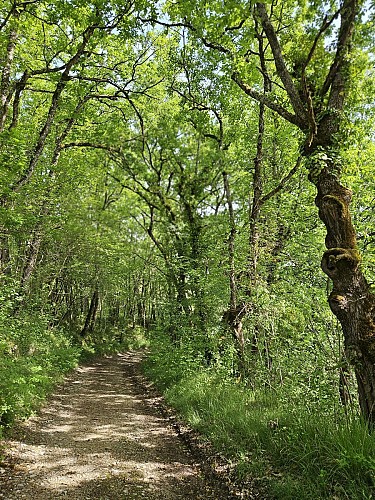 PR1 Labastide-de-Penne - Les Causses du Quercy Blanc