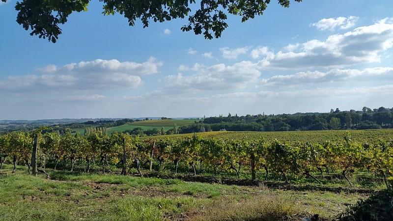 vue vignoble