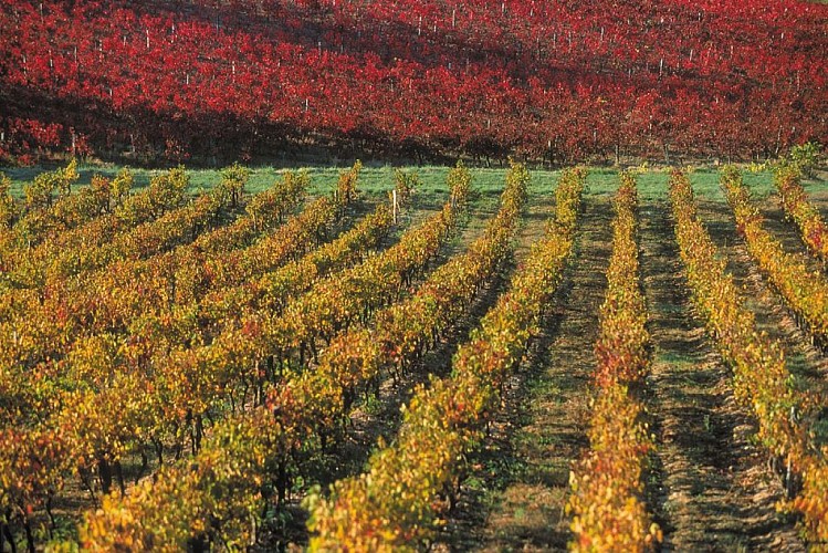 Sur les vignobles de Castelnau d'Auzan