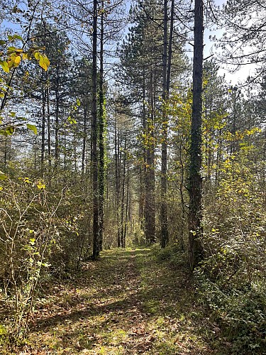 La Forêt de Sorbets - variante 2 - à pied_Cazaux-d'Anglès