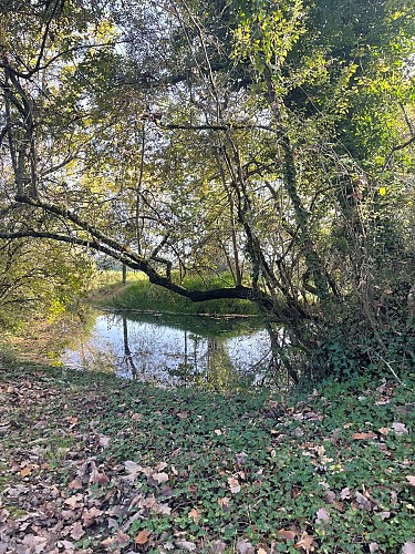 La Forêt de Sorbets - variante 2 - à pied_Cazaux-d'Anglès