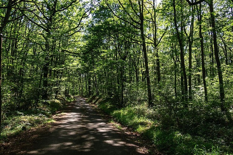 La forêt de Montpellier