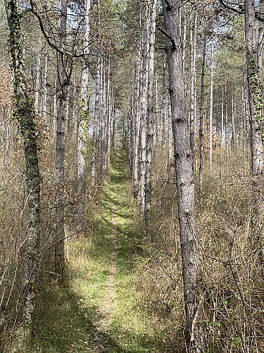 Photo forêt de Sorbet