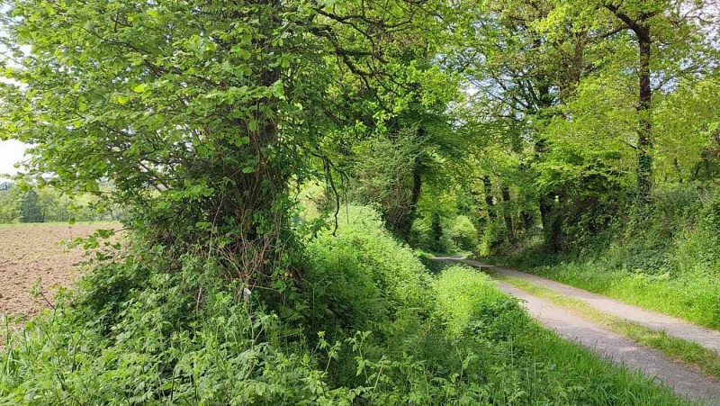 Les chemins ombragés - Circuit bleu Saint Gilles Pligeaux