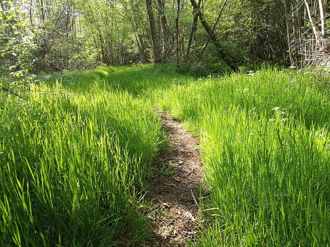 Chemin tracé dans les herbes sur la randonnée du Bois des Boeufs