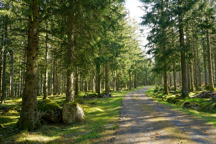 Randonnée puy de Chambourguet - La Tour-d'Auvergne