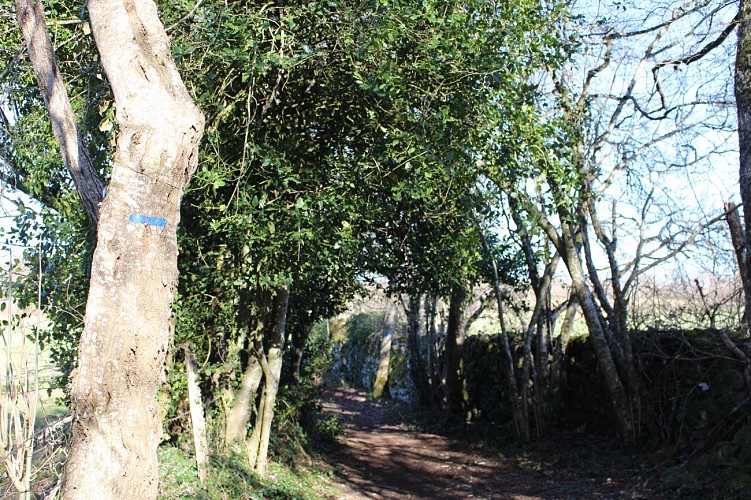 Randonnée Allée des Chênes