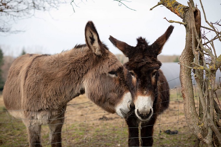 Anes à Autry Issards