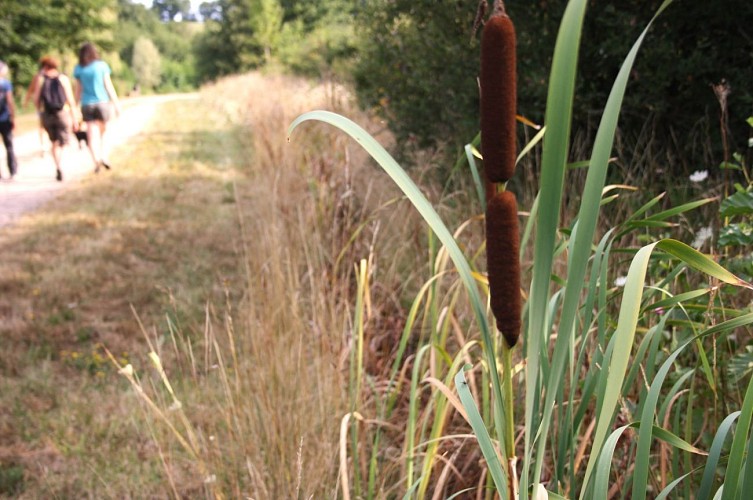 Chemin à Buxières les Mines
