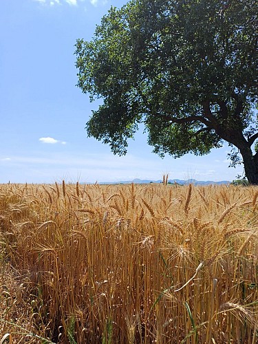 La croix des Rameaux et le puy Saint-Jean_Artonne