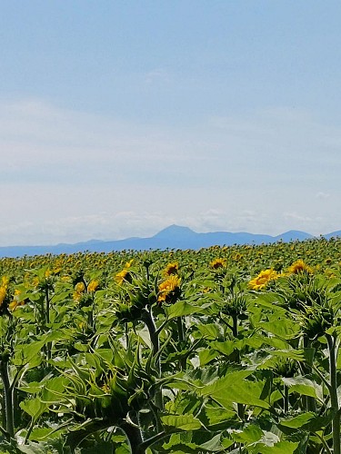 La croix des Rameaux et le puy Saint-Jean_Artonne