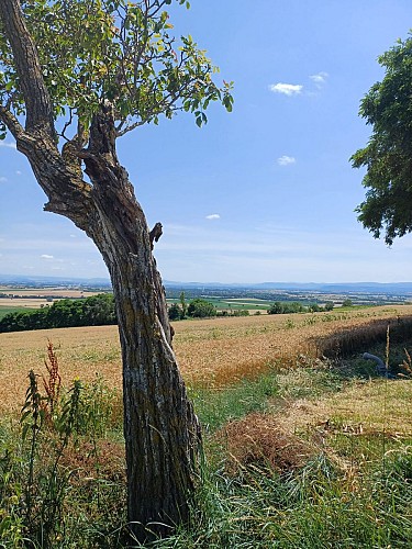 La croix des Rameaux et le puy Saint-Jean_Artonne