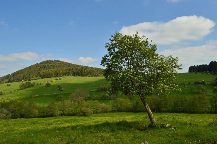 Puy de Montenard - Saulzet le Froid