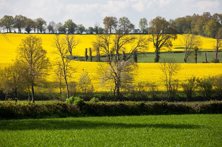 Bocage Bourbonnais en été