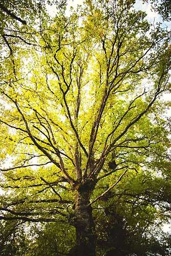 Feuillage d'un arbre d'âge vénérable