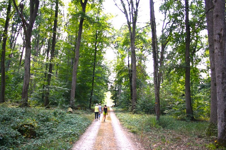 Randonneurs cheminant en forêt de Dreuille à Vieure