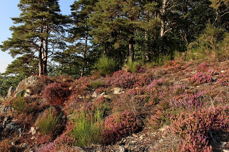 Vallon de la Viouze_Saint-Georges-de-Mons