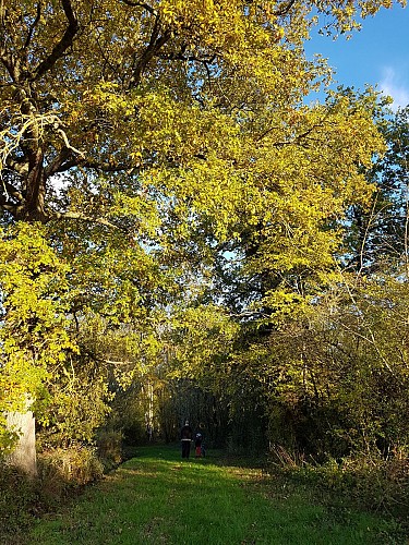 Chemin bocager Agonges