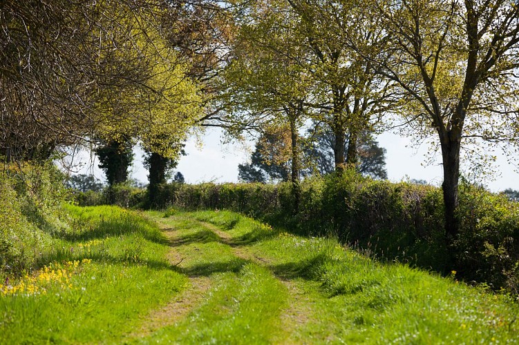 Chemin bocager