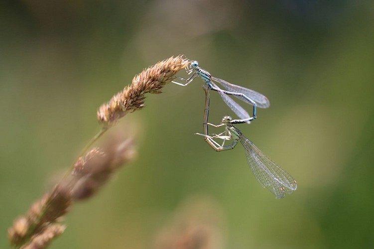 Libellule-Louroux Bourbonnais
